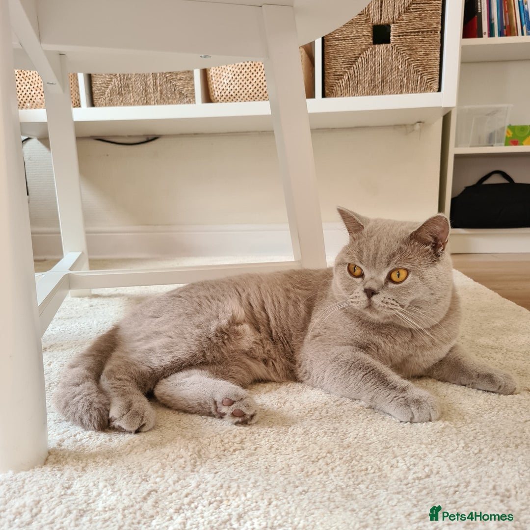 British Shorthair cats for stud: Lilac BSH stud duties GLOUCESTERSHIRE in Cheltenham - Image 7