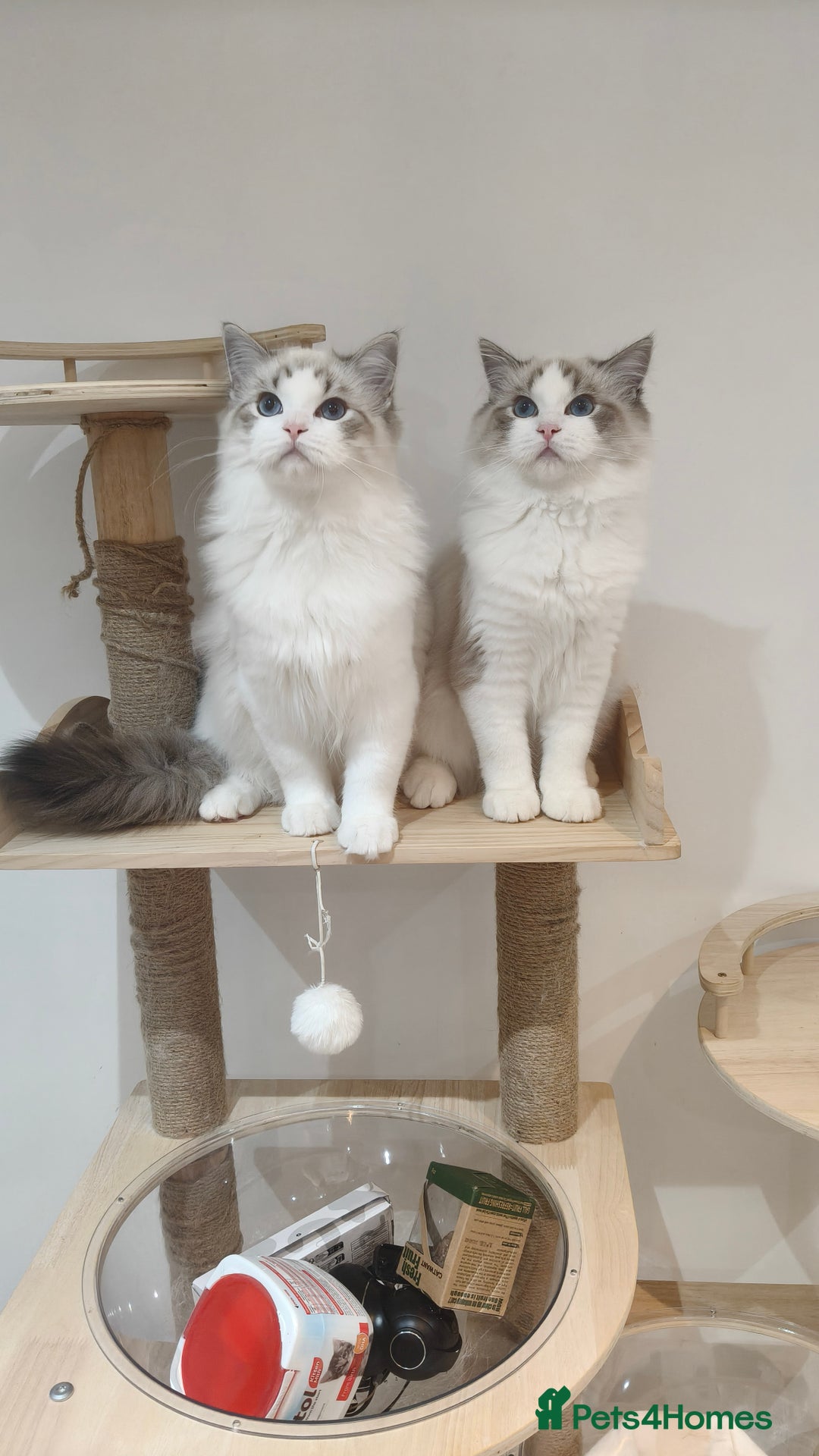 Ragdoll cats for sale: Gccf tica register kittens - Advert 17