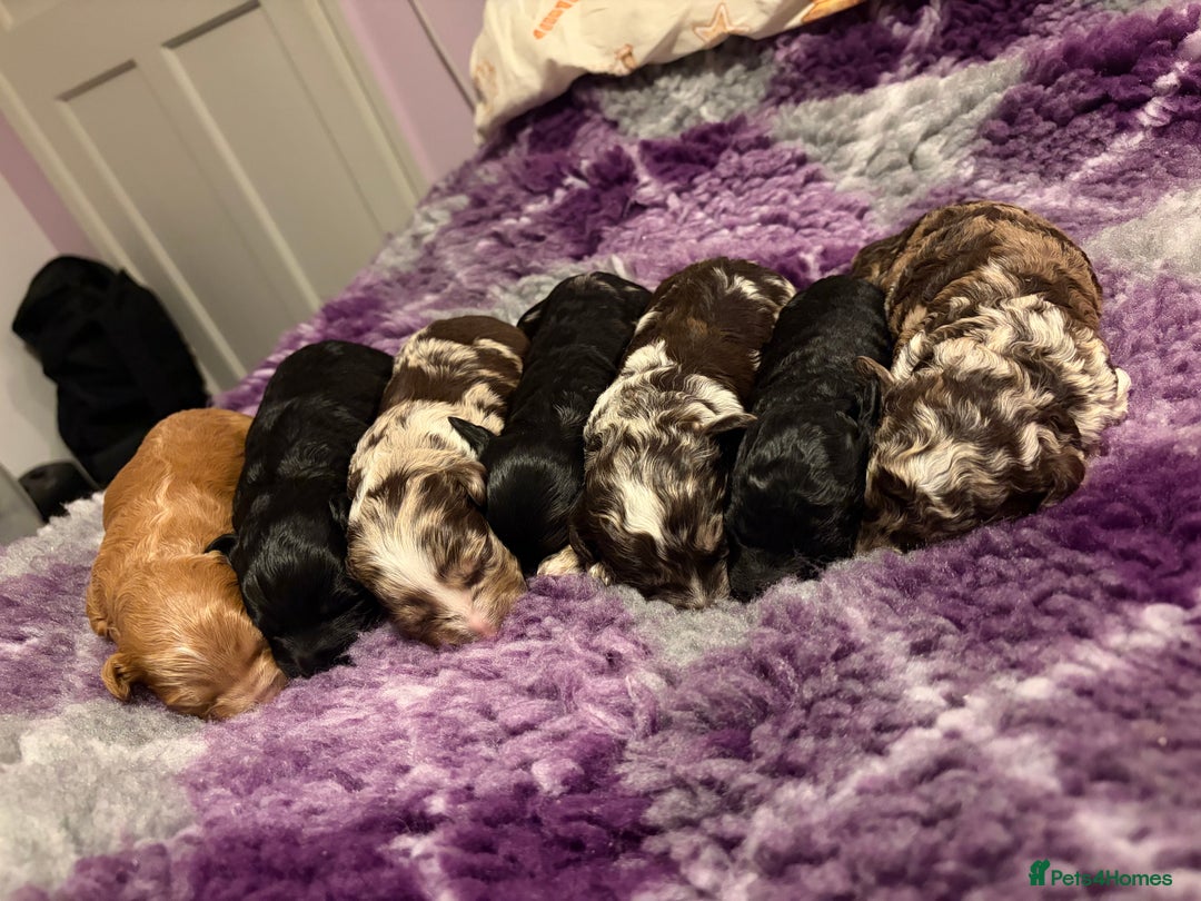 Bordoodle dogs for sale: Stunning litter of colliepoo/bordoodle puppies  - Advert 1