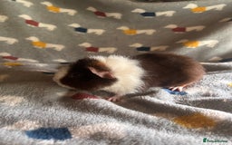 Guinea Pig rodents for sale: Lovely Teddy and Coronet baby Guinea pigs - Image 6