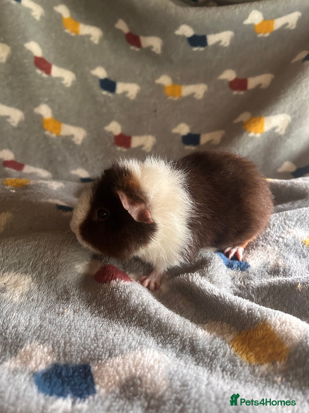 Guinea Pig rodents for sale: Lovely Teddy and Coronet baby Guinea pigs - Image 6