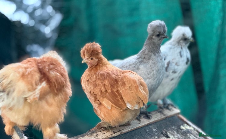 Chickens poultry - Advert 3