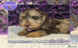 Miniature Dachshund dogs for sale: Beautiful miniature dachshunds ready now  - Image 8