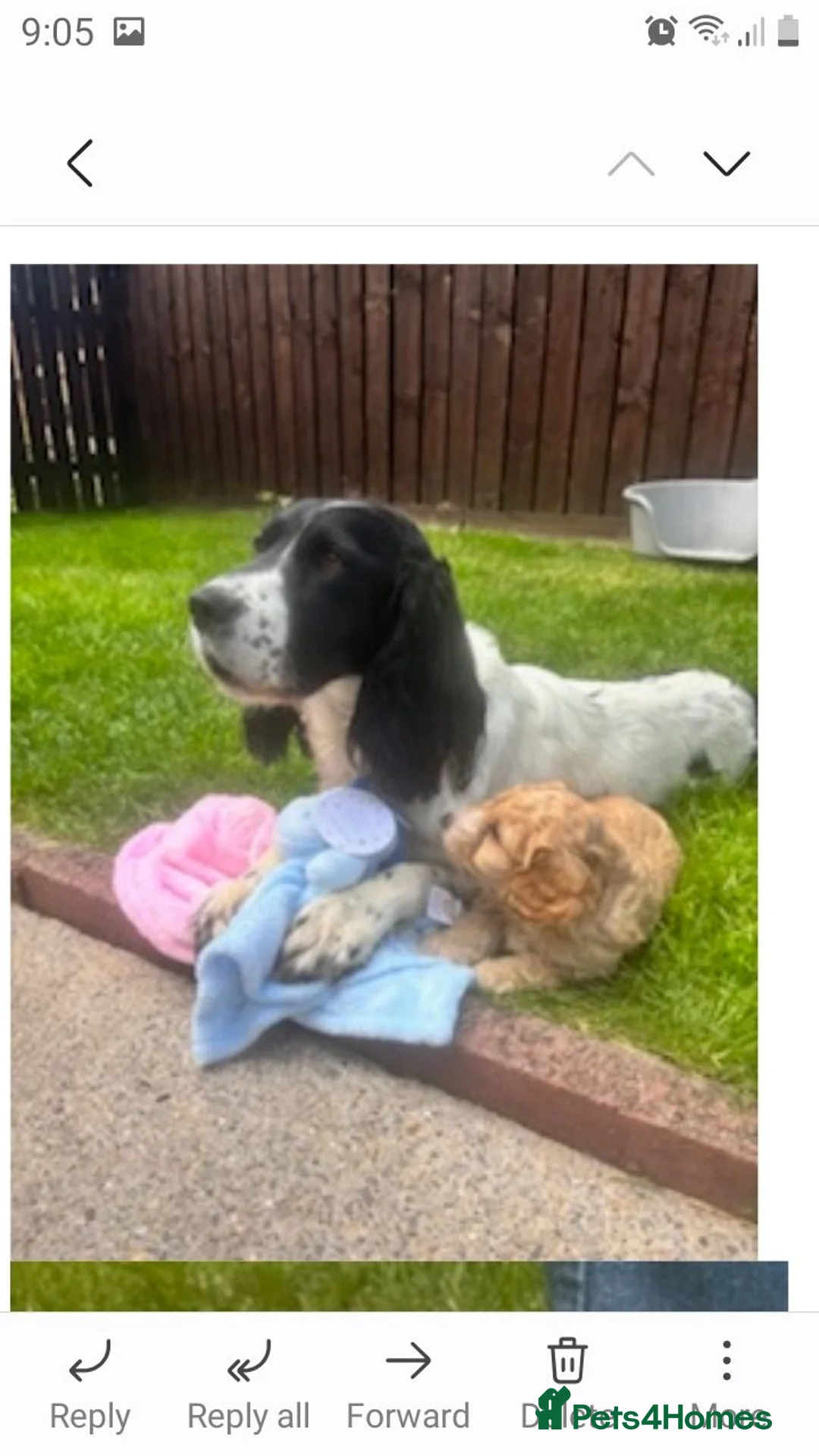 Cockapoo dogs for sale: Cockerpoo puppies. F1 5 boys 2 girls lemon /black  - Advert 33