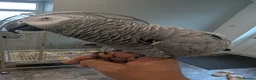 Parrots birds for sale: Pair of extremely tame African grey parrots  - Advert 2