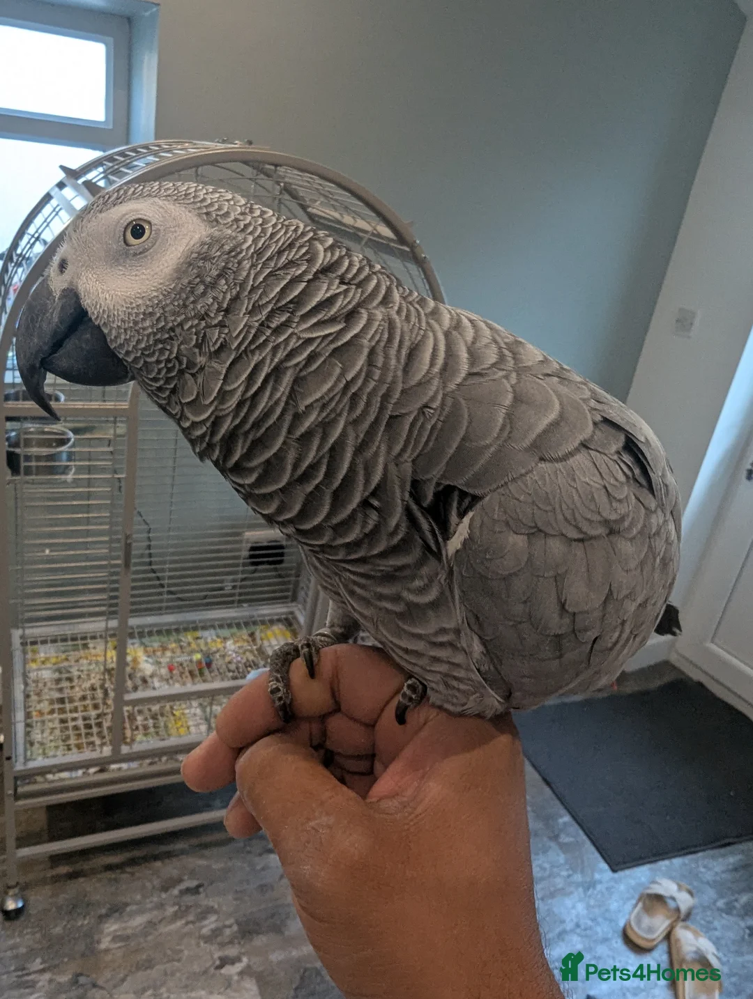Parrots birds for sale: Pair of extremely tame African grey parrots  - Advert 2