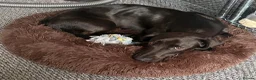 Mixed Breed dogs for sale: Dallas the cocker sausage cross  - Advert 1