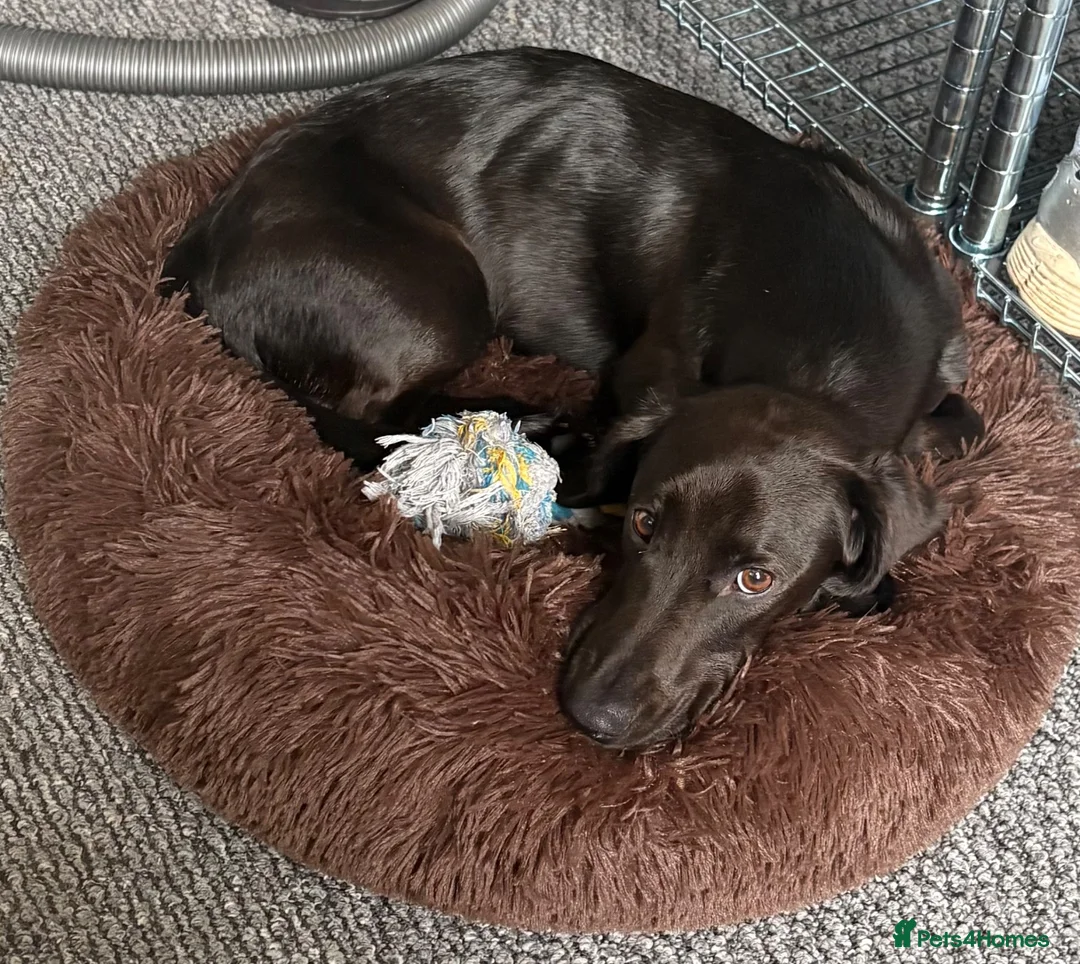Mixed Breed dogs for sale: Dallas the cocker sausage cross  - Advert 1