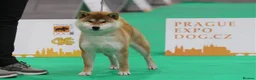 Japanese Shiba Inu dogs for stud: KC health tested Japanese Shiba Inu available  - Advert 12