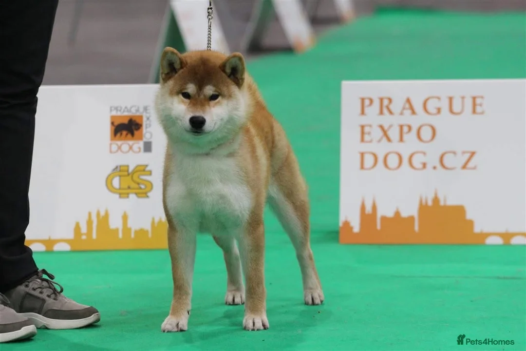 Japanese Shiba Inu dogs for stud: KC health tested Japanese Shiba Inu available  - Advert 12