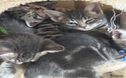 Bengal cats for sale: bengal cross kittens  - Image 6