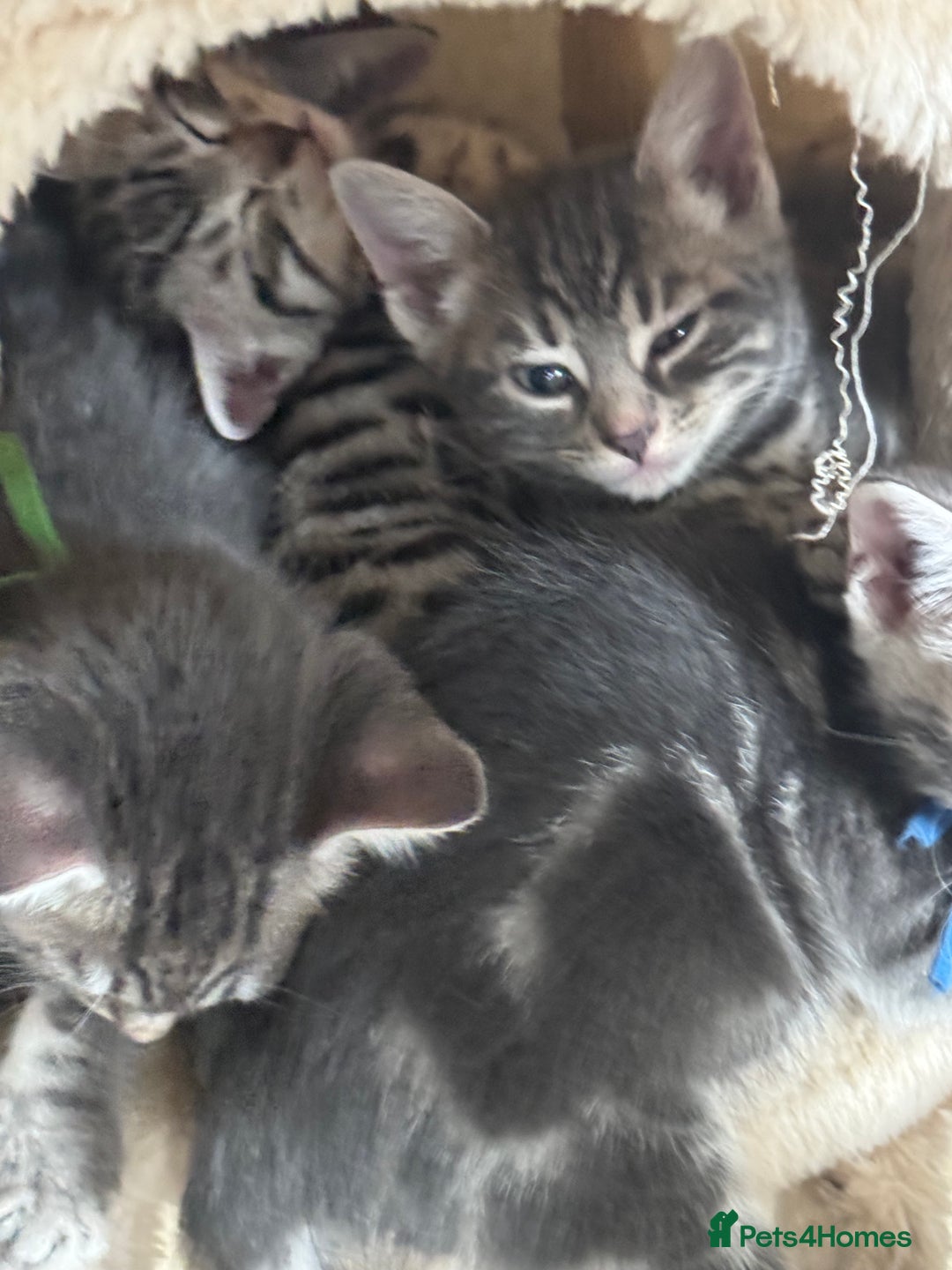 Bengal cats for sale: bengal cross kittens  - Image 6