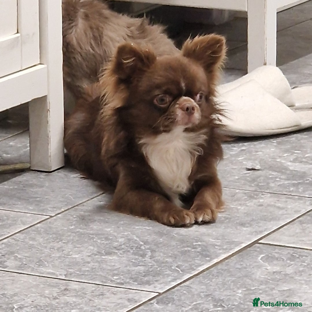 Chihuahua dogs for stud: Chihuahua Chocolate longhaired Stud  in Romford - Image 5