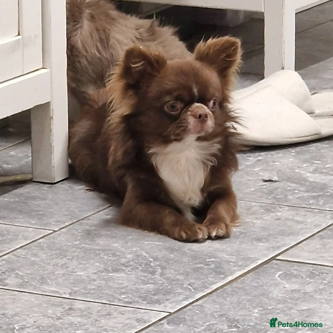 Chihuahua dogs for stud: Chihuahua Chocolate longhaired Stud  in Romford - Advert 5
