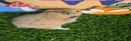 Hamster rodents for sale: Female pedigree long haired golden Syrian hamster  - Advert 3