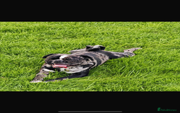 Pug dogs for stud: Black and grey Merle for stud  - Image 1