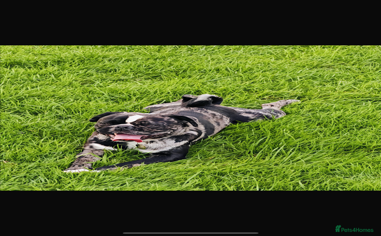 Pug dogs - Advert 10