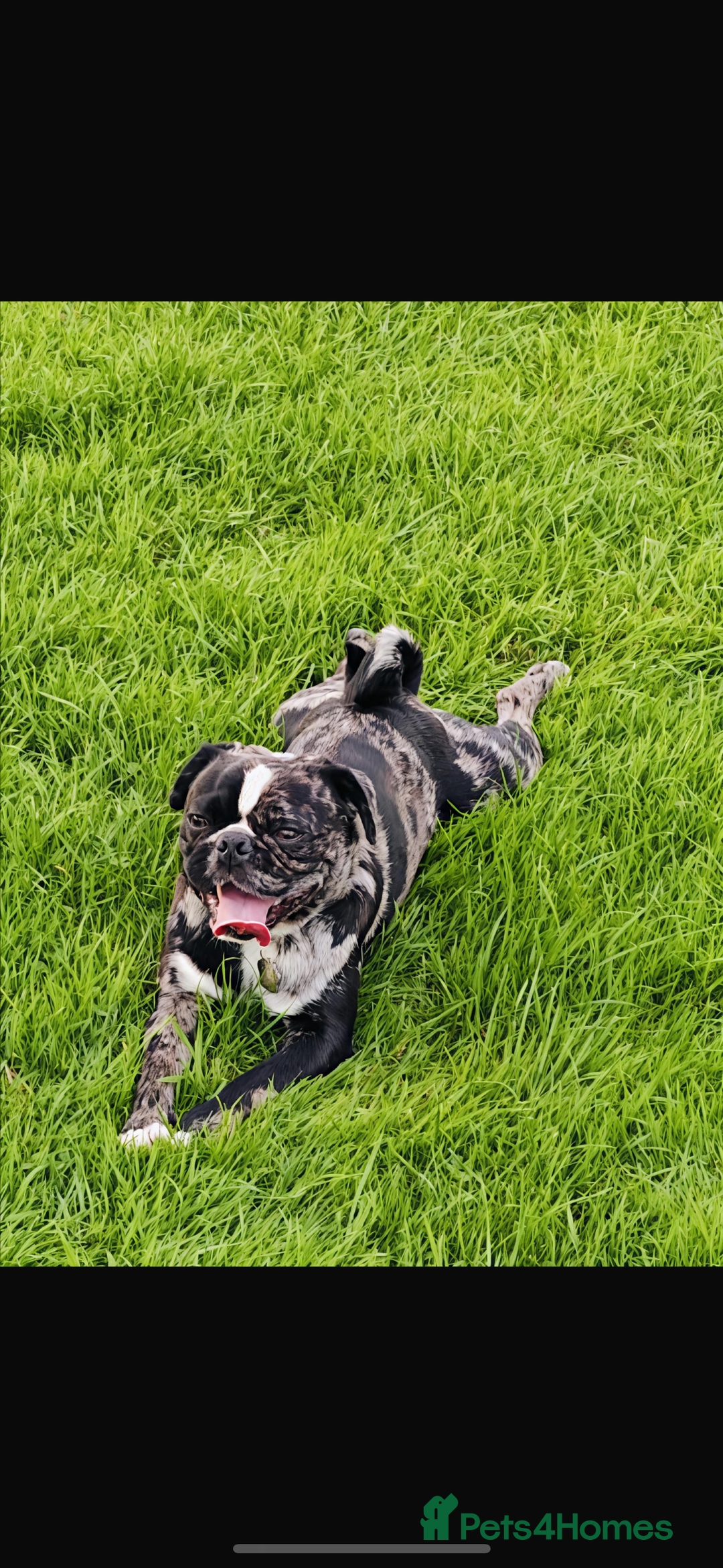 Pug dogs for stud: Black and grey Merle for stud  - Image 1