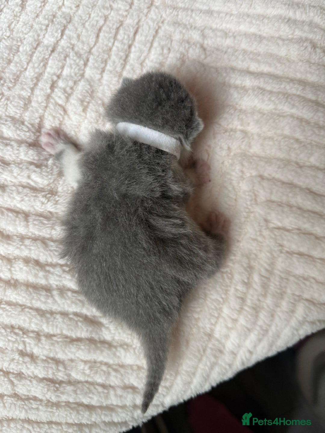 British Shorthair cats for sale: Outstanding kittens 😻 Champion line🥇🏆😻 - Image 31