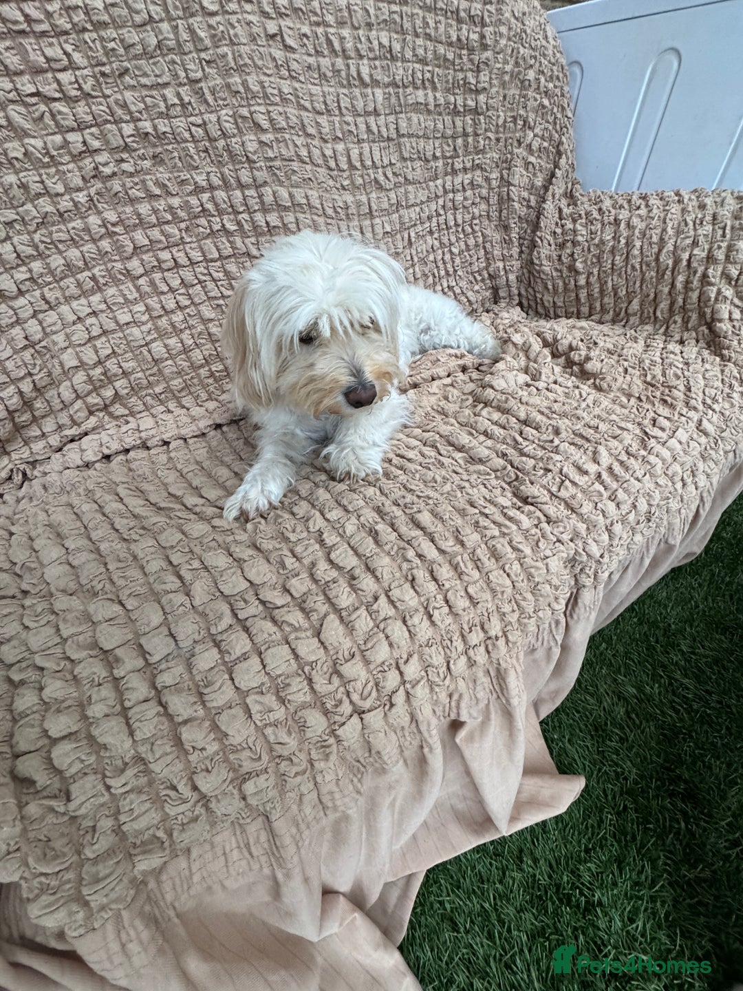 Bichon Frise dogs for sale: Adorable Pure Bichon Frise Puppy Now in London - Image 10