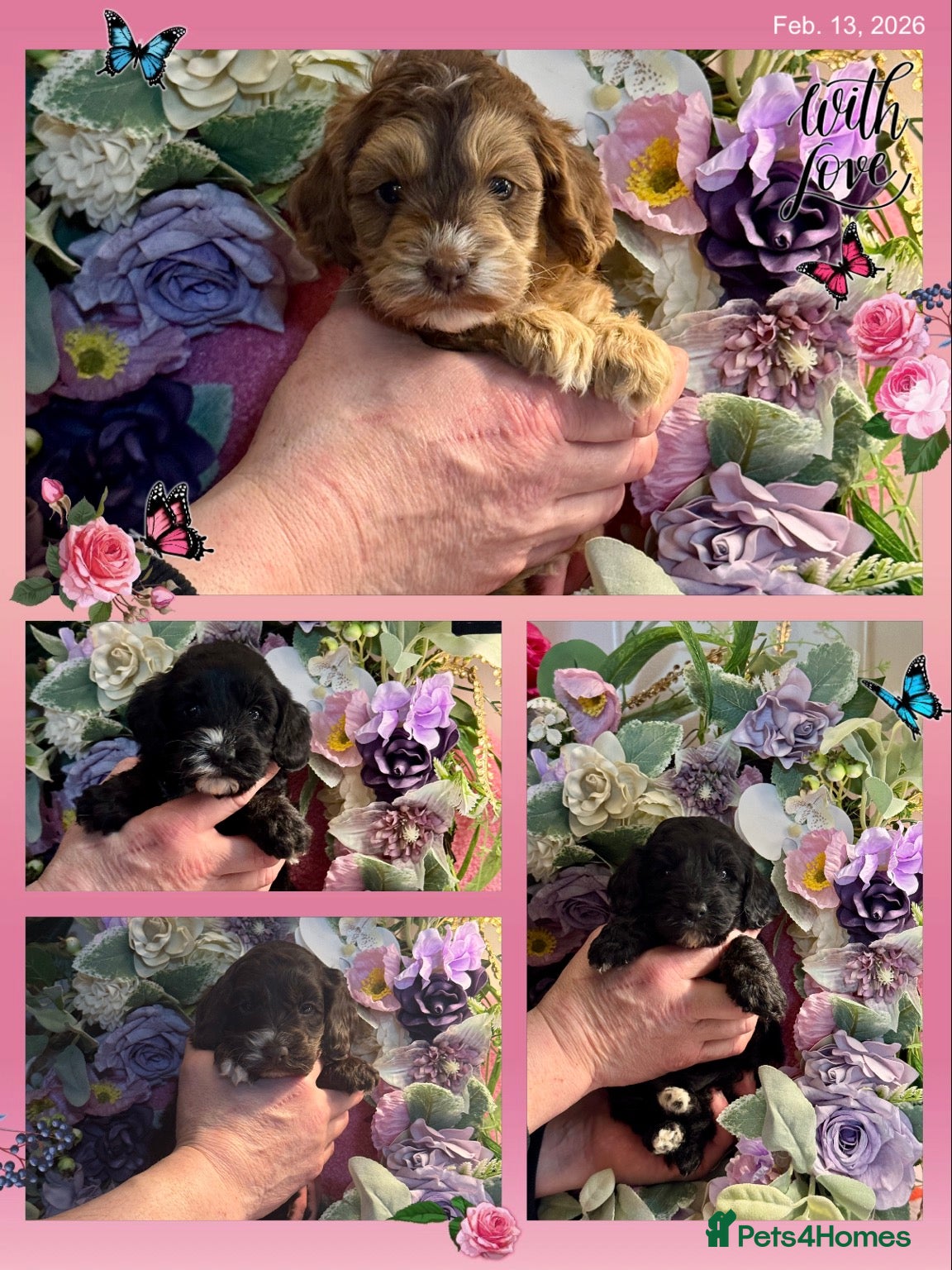 Cockapoo dogs 4 left dna clear gorgeous Cockerpoo puppies  - Advert 15