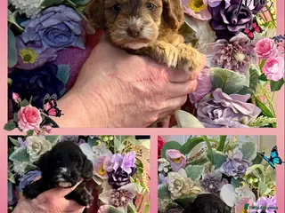 Cockapoo dogs 4 left dna clear gorgeous Cockerpoo puppies - Advert 14