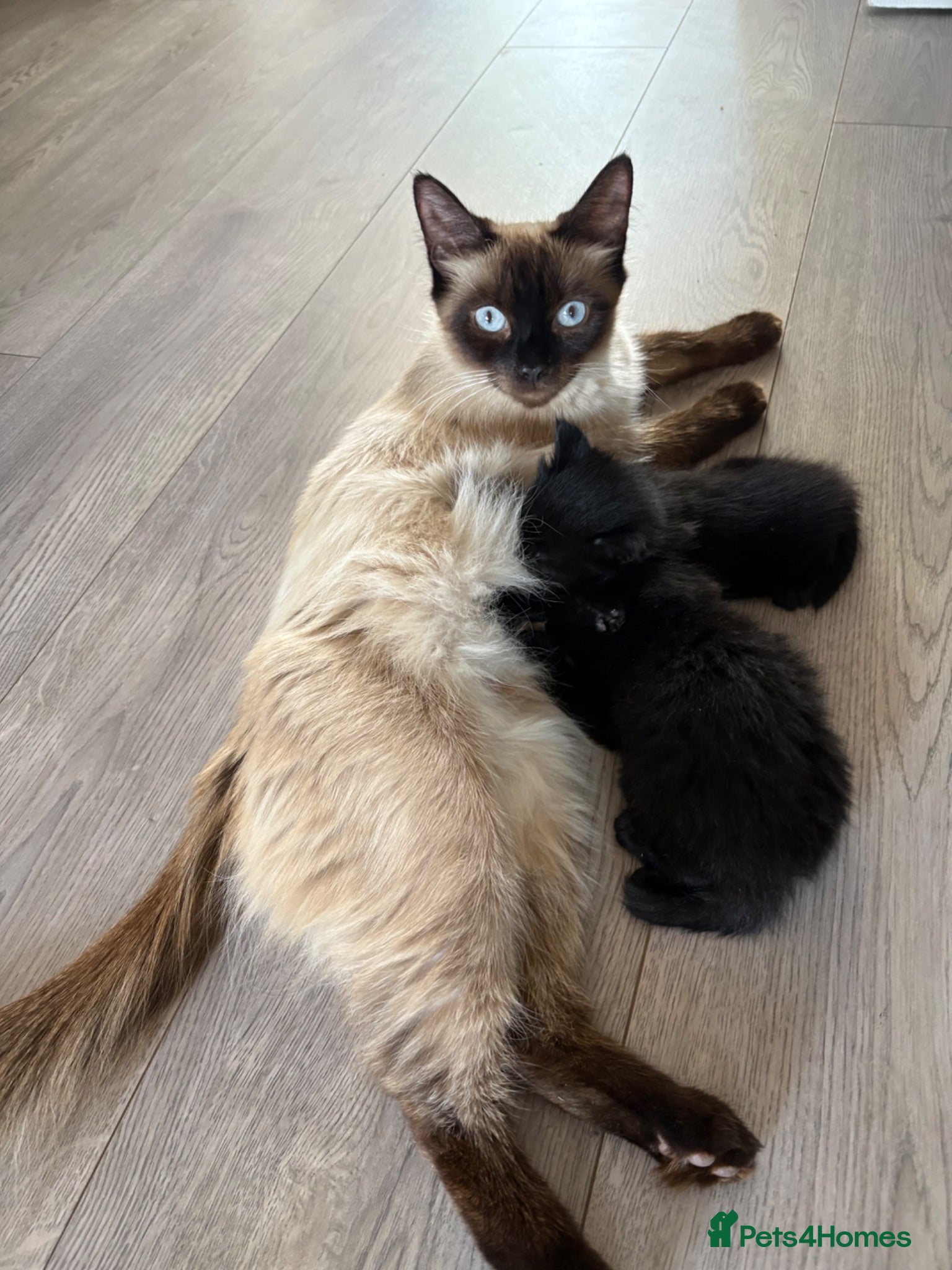 Mixed Breed cats 5 beautiful black fluffy kittens for sale  - Advert 1