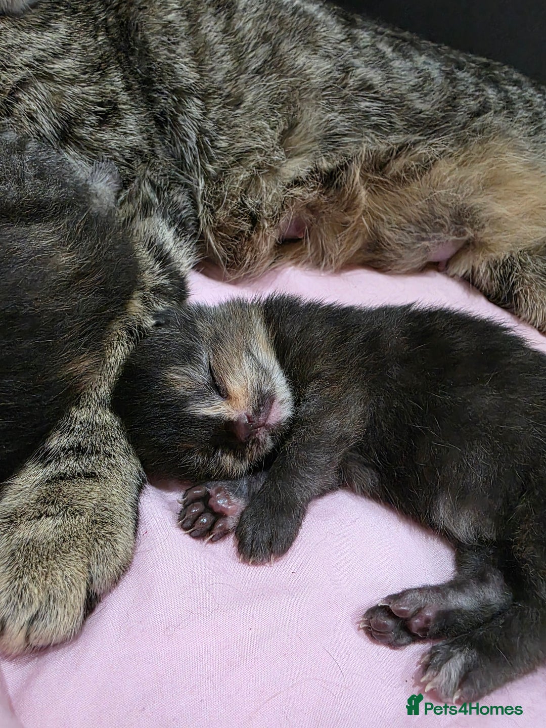 Ragdoll cats for sale: 4 female kittens  - Image 2