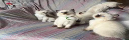 Ragdoll cats for sale: Ragdoll kittens looking for their forever home 💗 - Advert 3