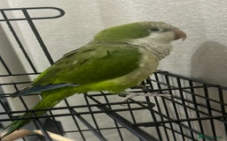 Parakeets birds for sale: Quaker parrot  - Image 2