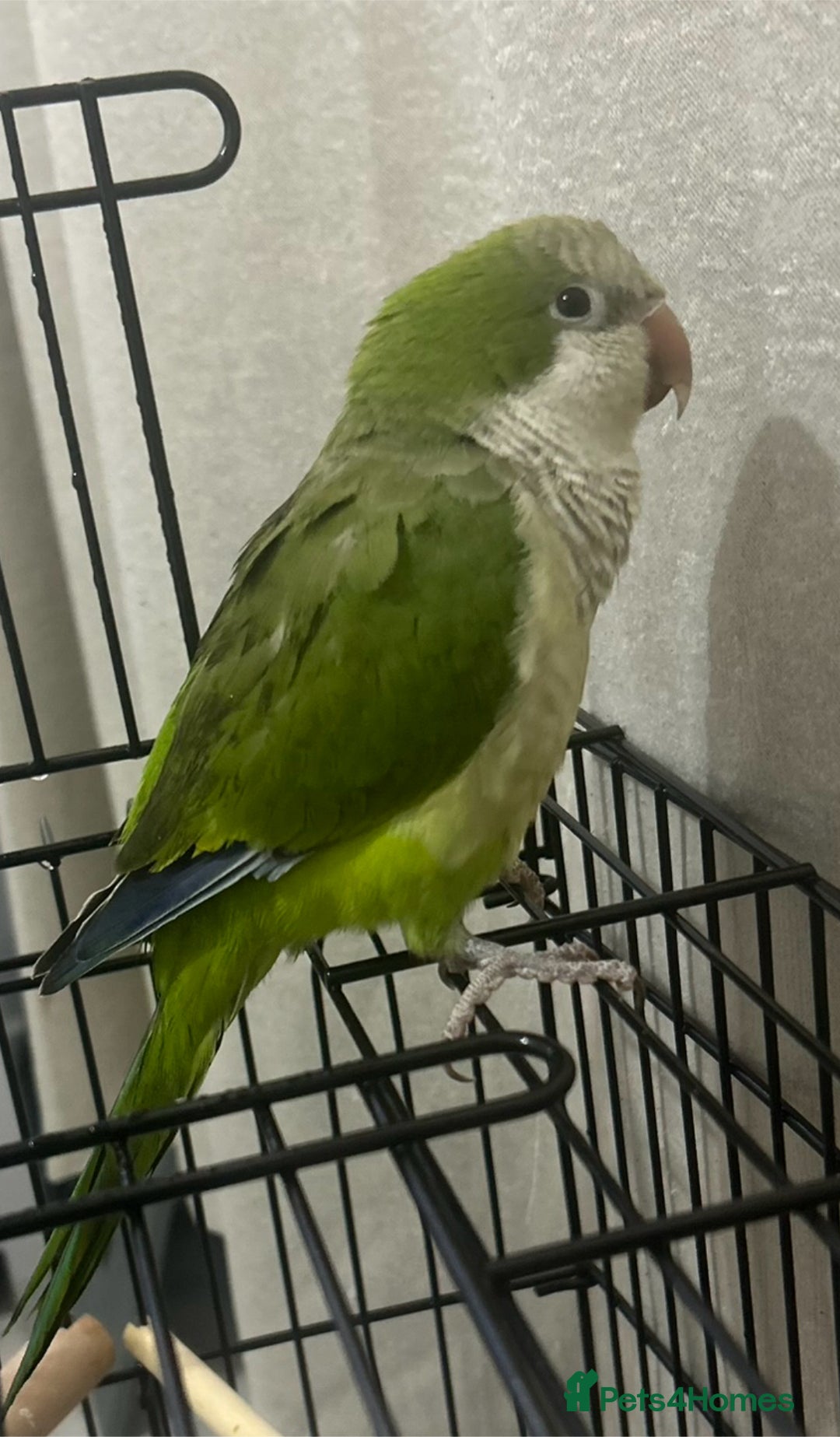 Parakeets birds for sale: Quaker parrot  - Image 2