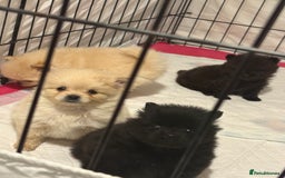 Pomeranian dogs for sale: Pomeranian puppies - Advert 9