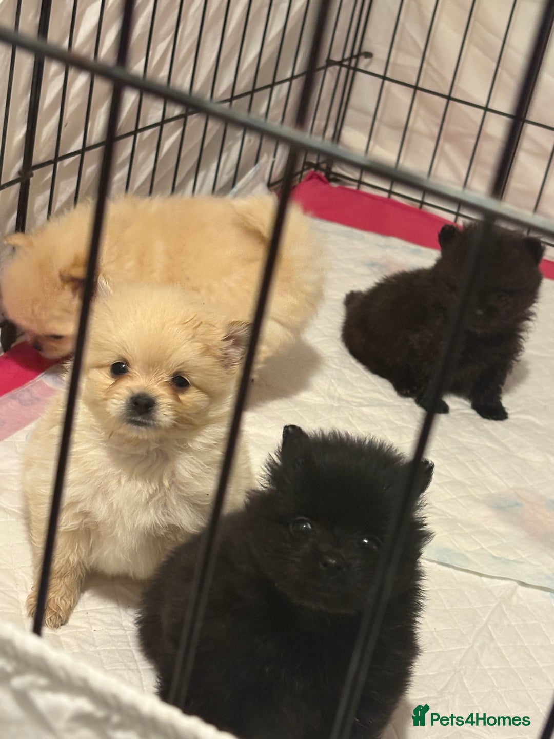 Pomeranian dogs for sale: Pomeranian puppies - Advert 9