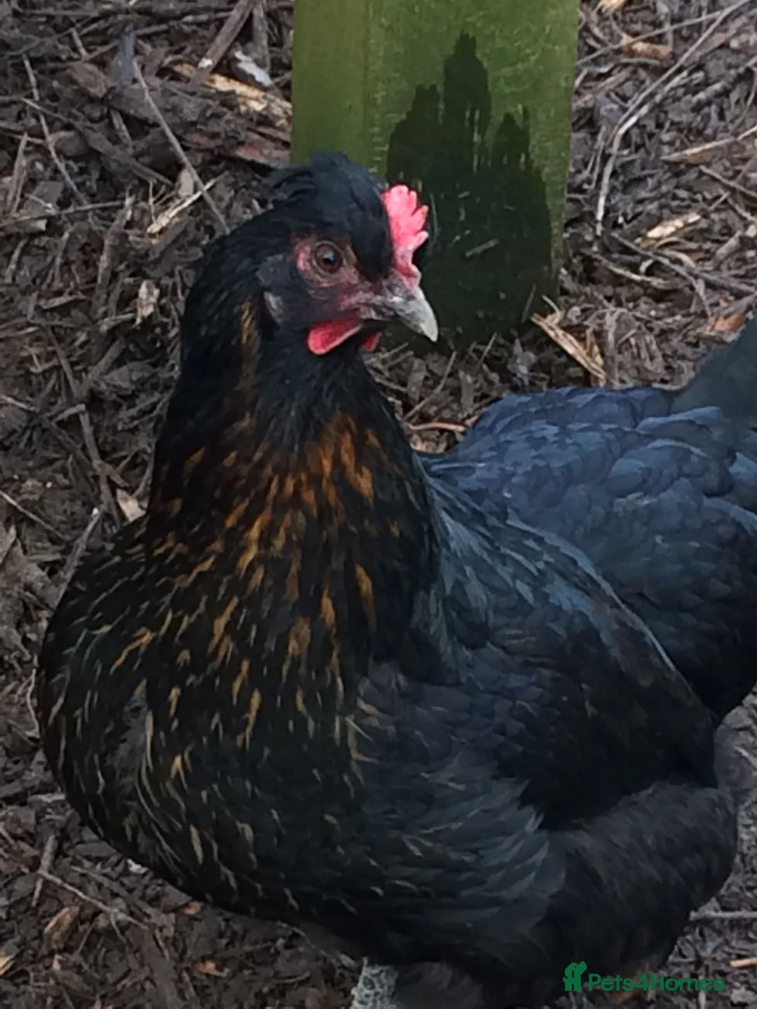 Chickens poultry for sale: RARE SHETLAND POULTRY in Wisbech - Advert 2