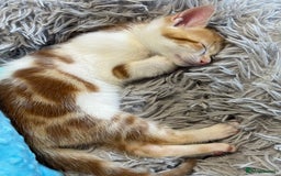 Domestic Shorthair cats for sale: Family-Raised Kittens, Friendly, Playful Ready Now - Image 18