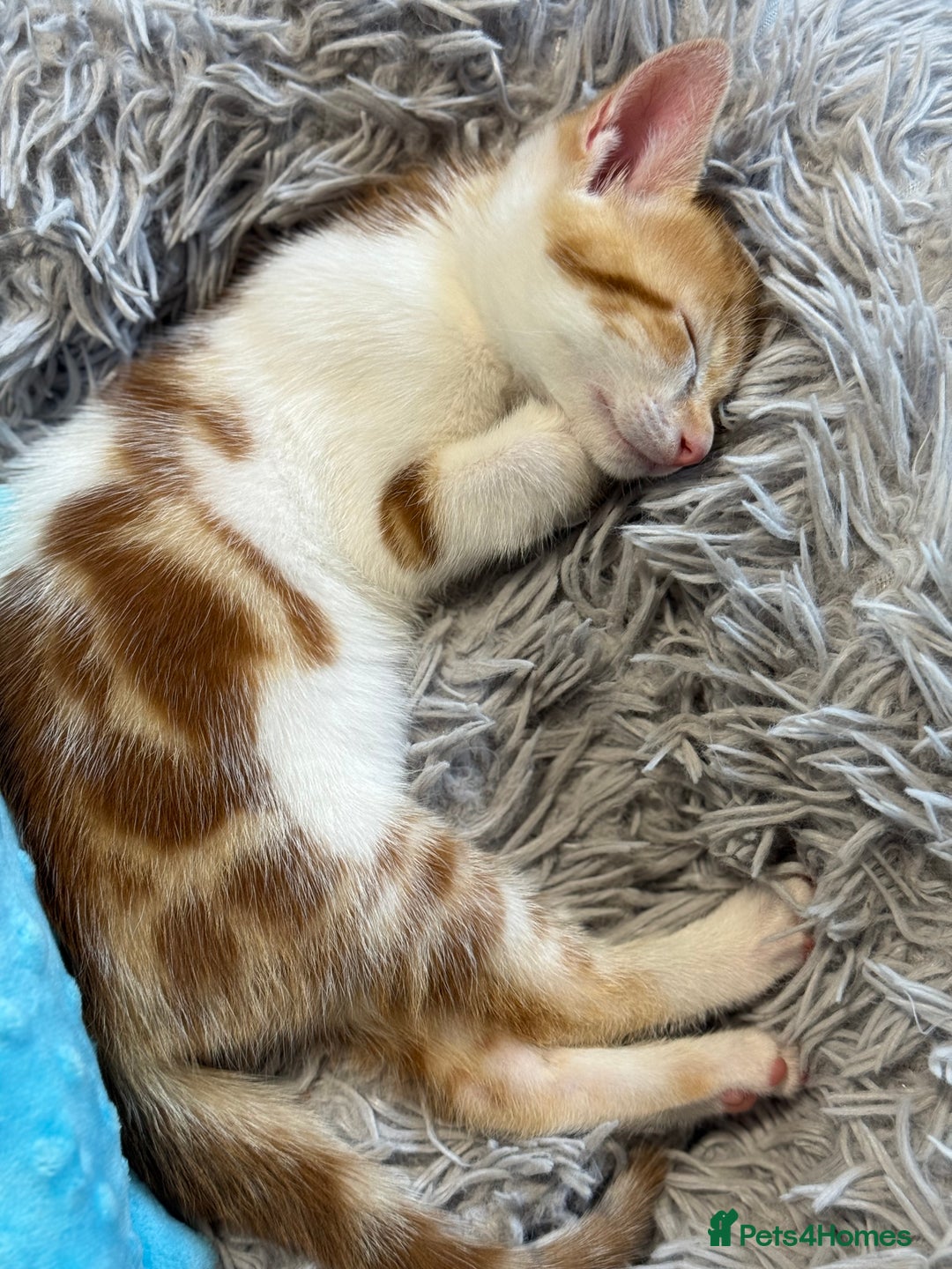 Domestic Shorthair cats for sale: Family-Raised Kittens, Friendly, Playful Ready Now - Image 18