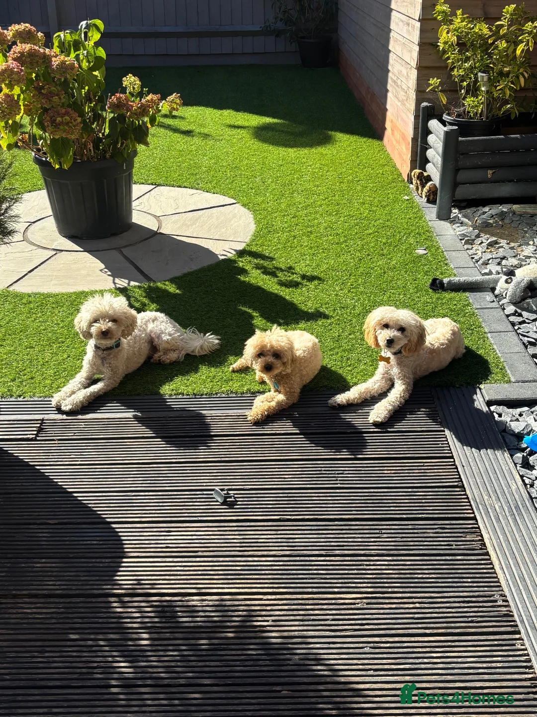 Miniature Poodle dogs for sale: Female Poodle - Advert 1