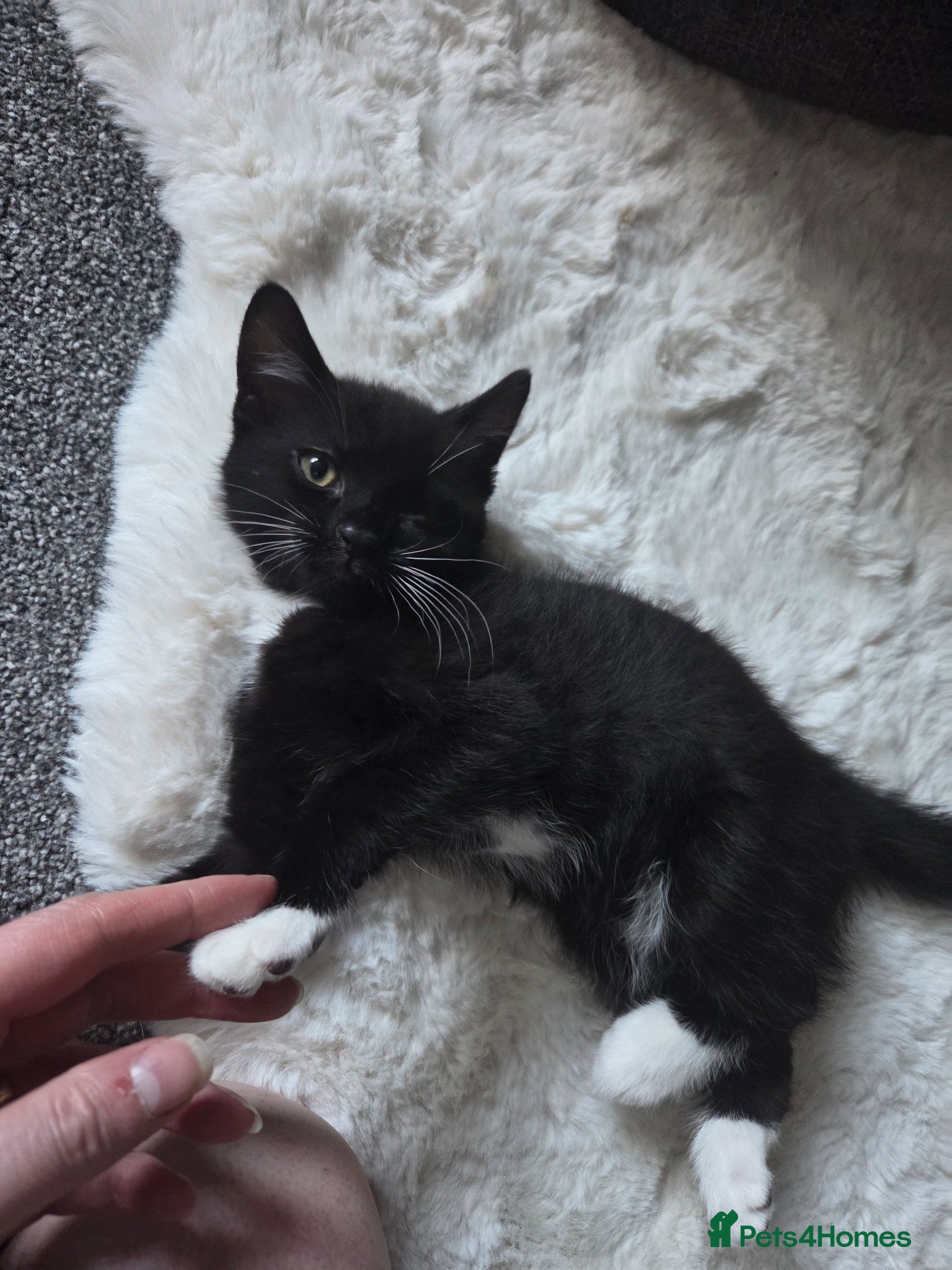 Mixed Breed cats 1 male kitten left - Advert 16