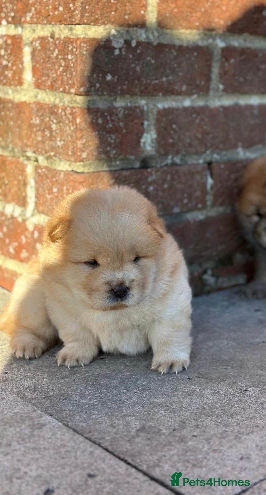 Chow Chow dogs for sale: Gorgeous Chow Chow Puppies Raised in a loving Home - Advert 2