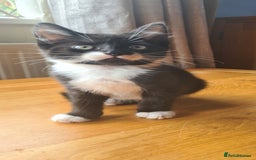 Mixed Breed cats for sale: 3 lovely boys looking for their forever homes - Image 3