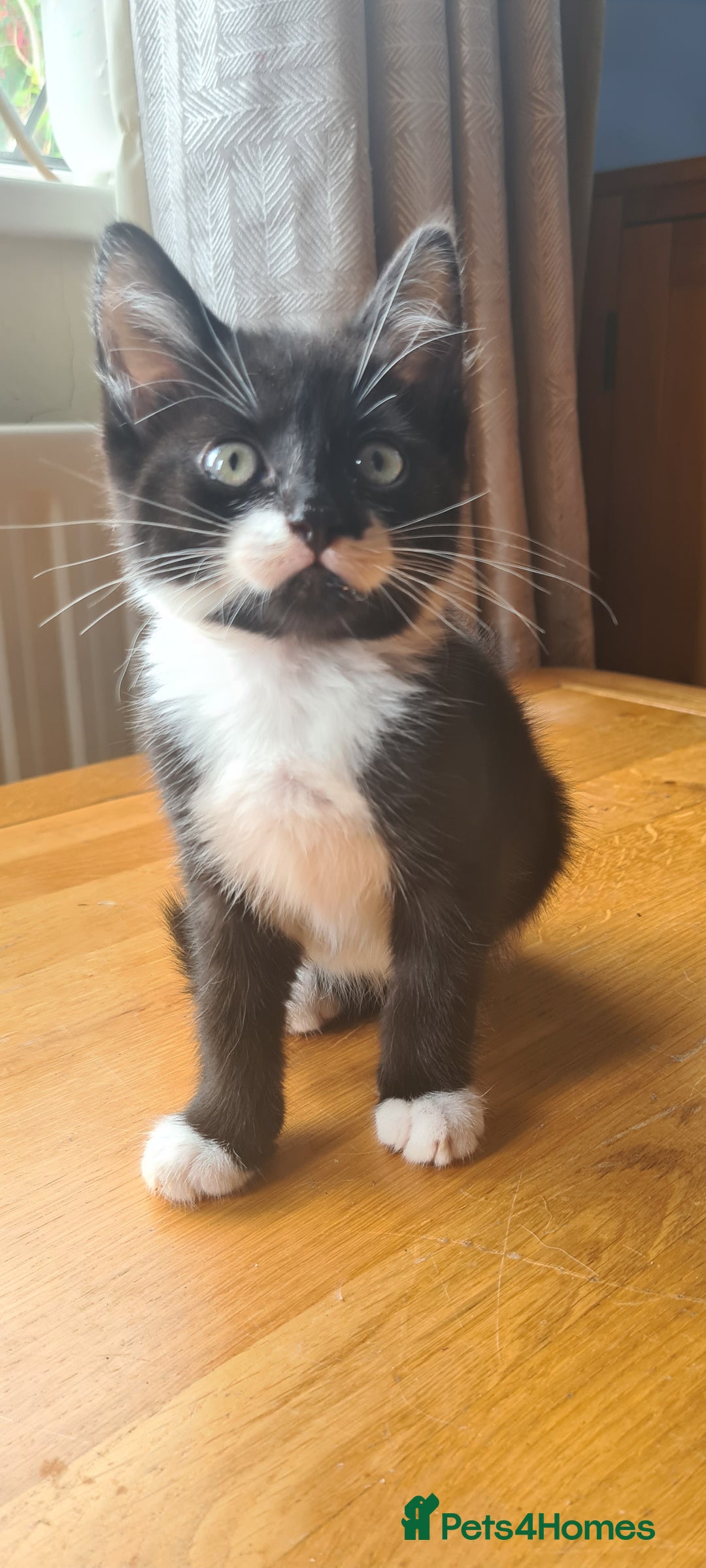 Mixed Breed cats for sale: 3 lovely boys looking for their forever homes - Image 3