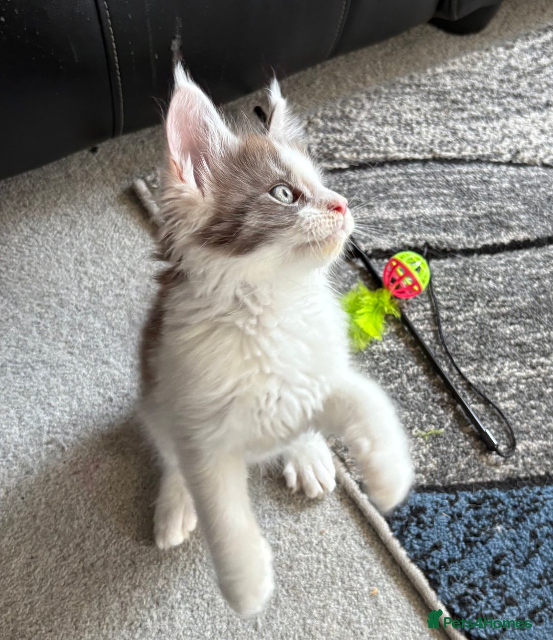 Maine Coon cats for sale: Last 2 Beautiful mc boys ready now  - Image 3