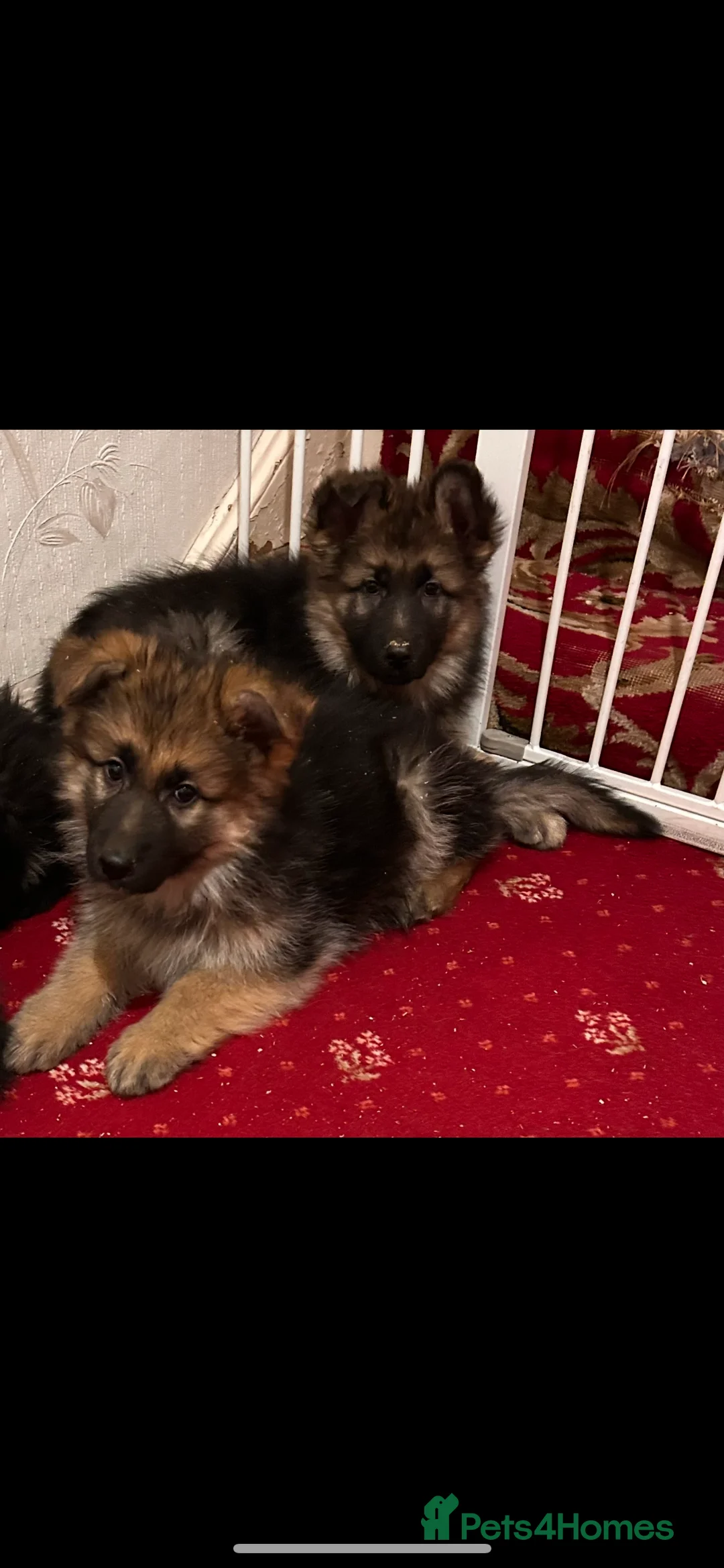 German Shepherd dogs for sale: German Shepherd puppies  - Advert 2