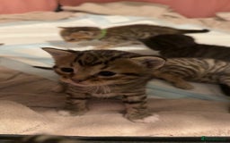 Mixed Breed cats for sale: 9 Mixed Bengal Kittens For Sale - Image 8