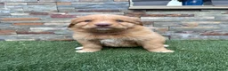 Nova Scotia Duck Tolling Retriever dogs for sale: Beautiful KC registered toller pups - Advert 10