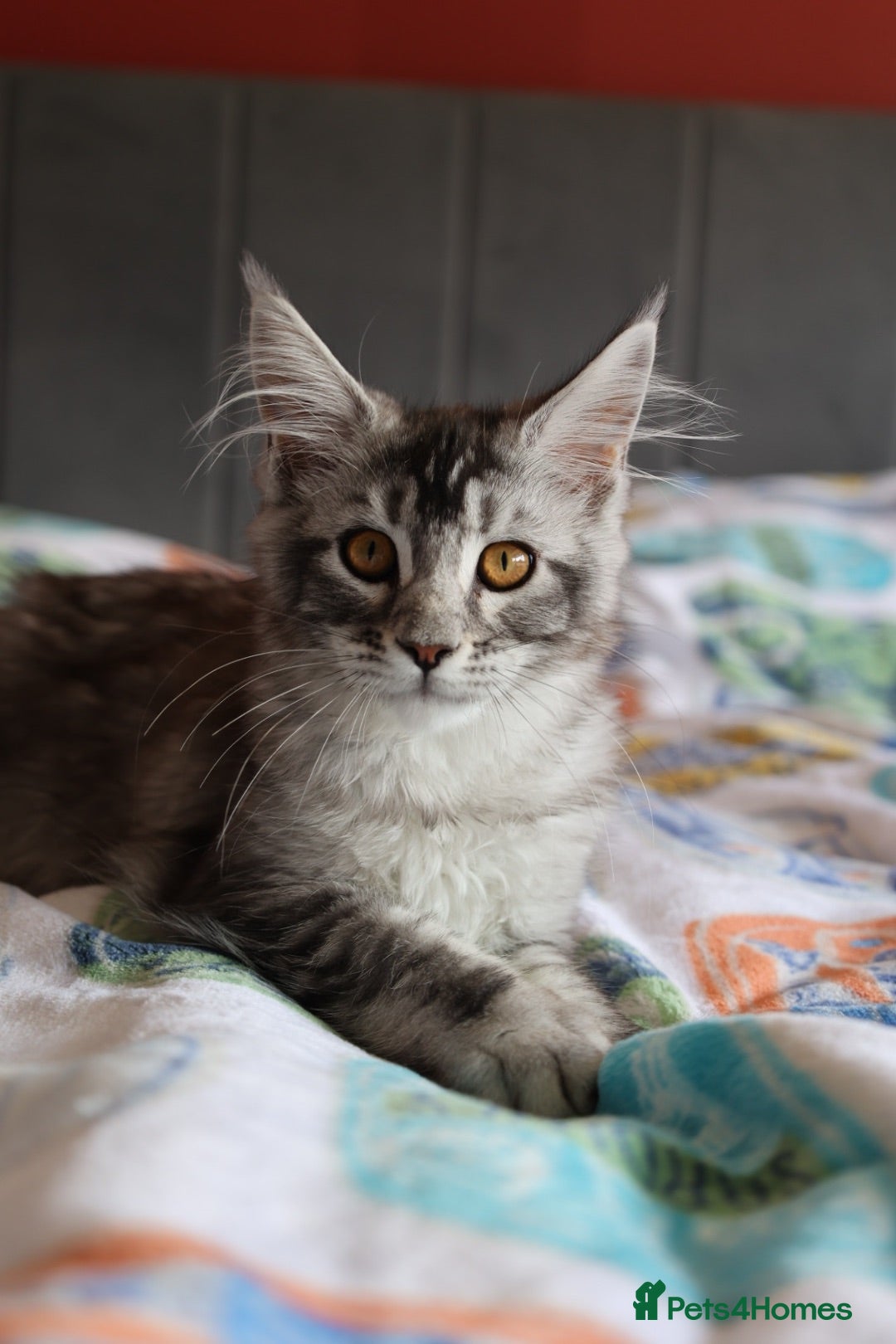 Maine Coon cats TICA Pedigree🧬health tested Maine coon 🩶 Ready - Advert 1