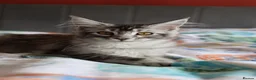 Maine Coon cats for sale: TICA Pedigree Maine coon🧬health tested - Advert 15