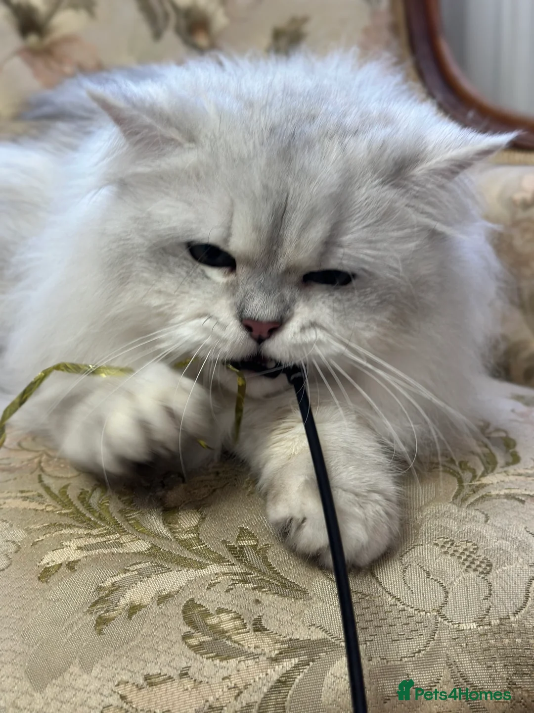 British Longhair cats for stud: TICA British long hair boy for stud  - Advert 2