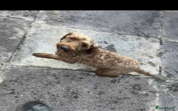 Cockapoo dogs for sale: Cockapoo girl 19 month old  - Image 5