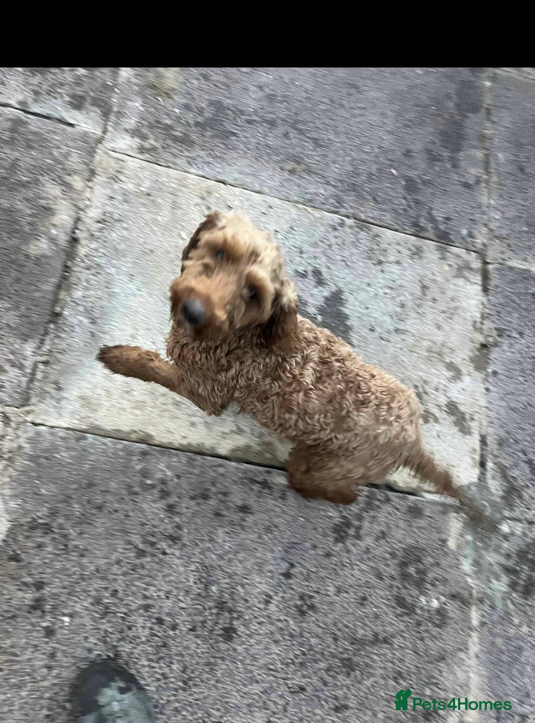 Cockapoo dogs for sale: Cockapoo girl 19 month old  - Image 5